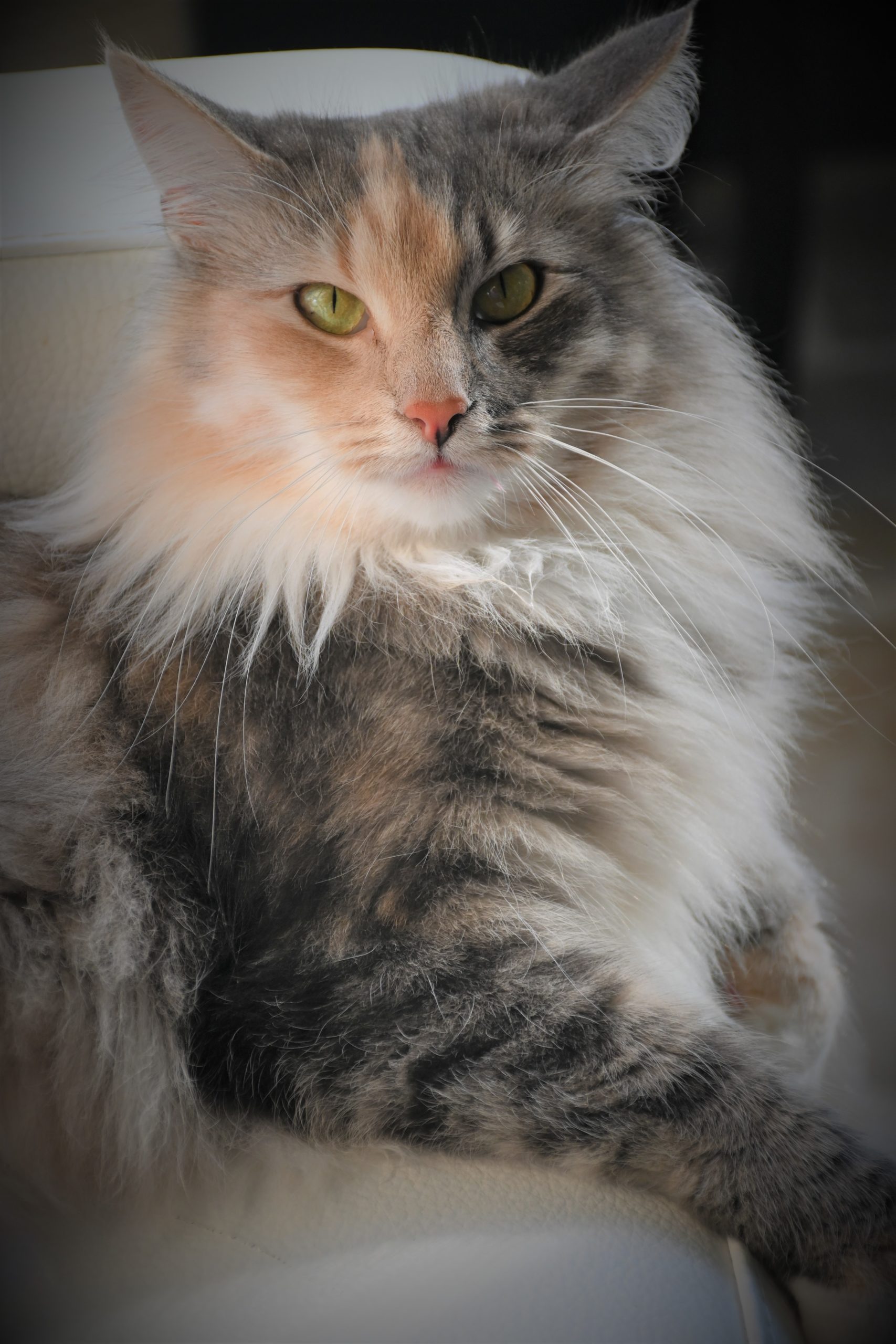 PRINCESSE LOONA DE LA TOUR D'EDEN
