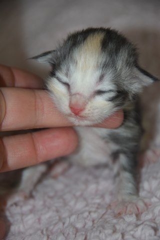 tendre kiss S1-3