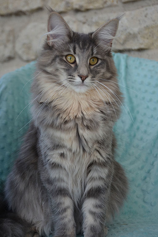 sumatra