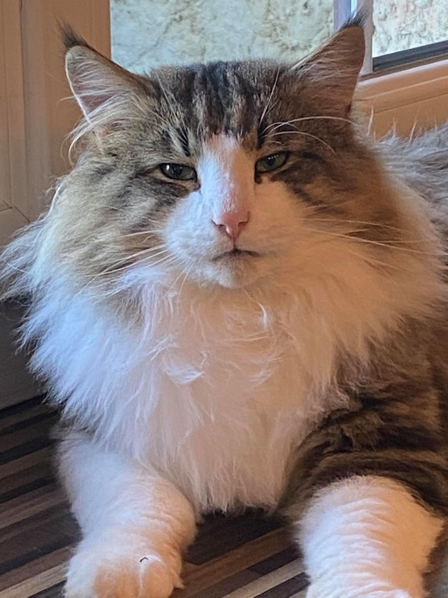 olaf
