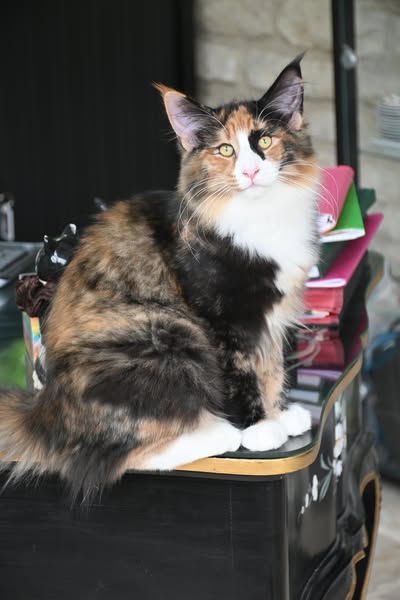 494226729_3821016668044164_2023538523525720488_n