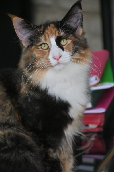 494289143_3821016694710828_2477998649567907695_n