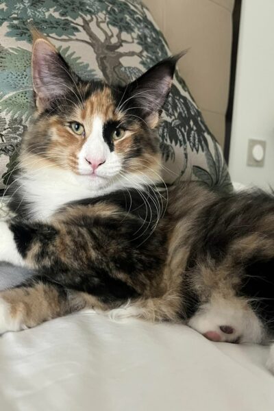 494969851_3818905394921958_7910401832529559657_n (1)-1