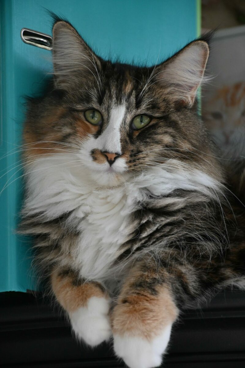 Freya1