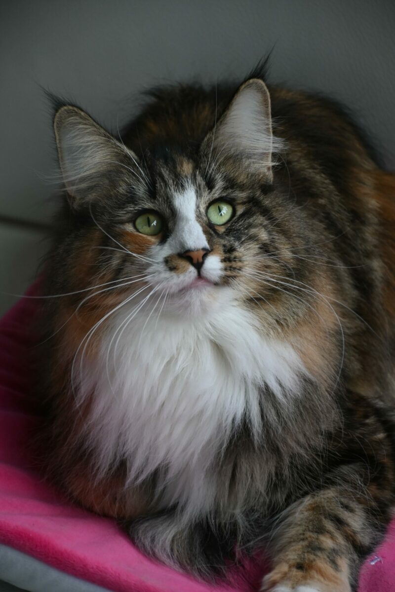Freya2