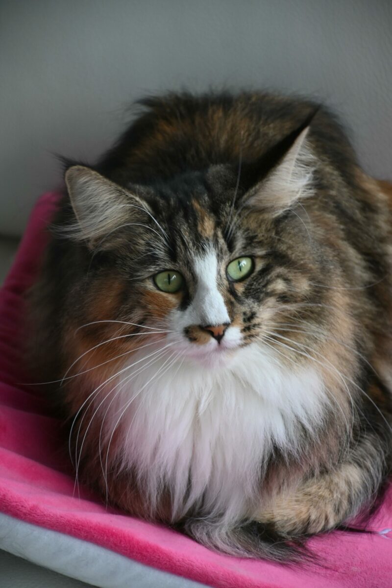 Freya3
