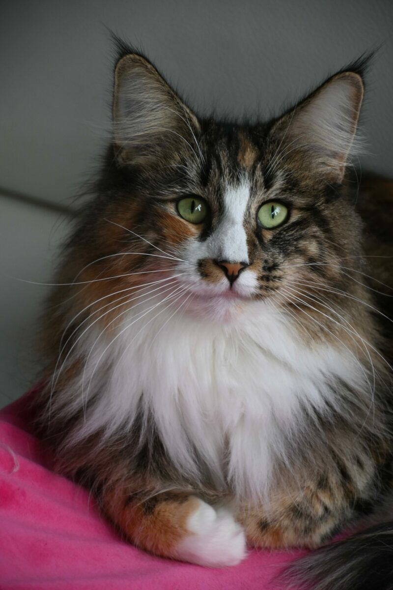 Freya4