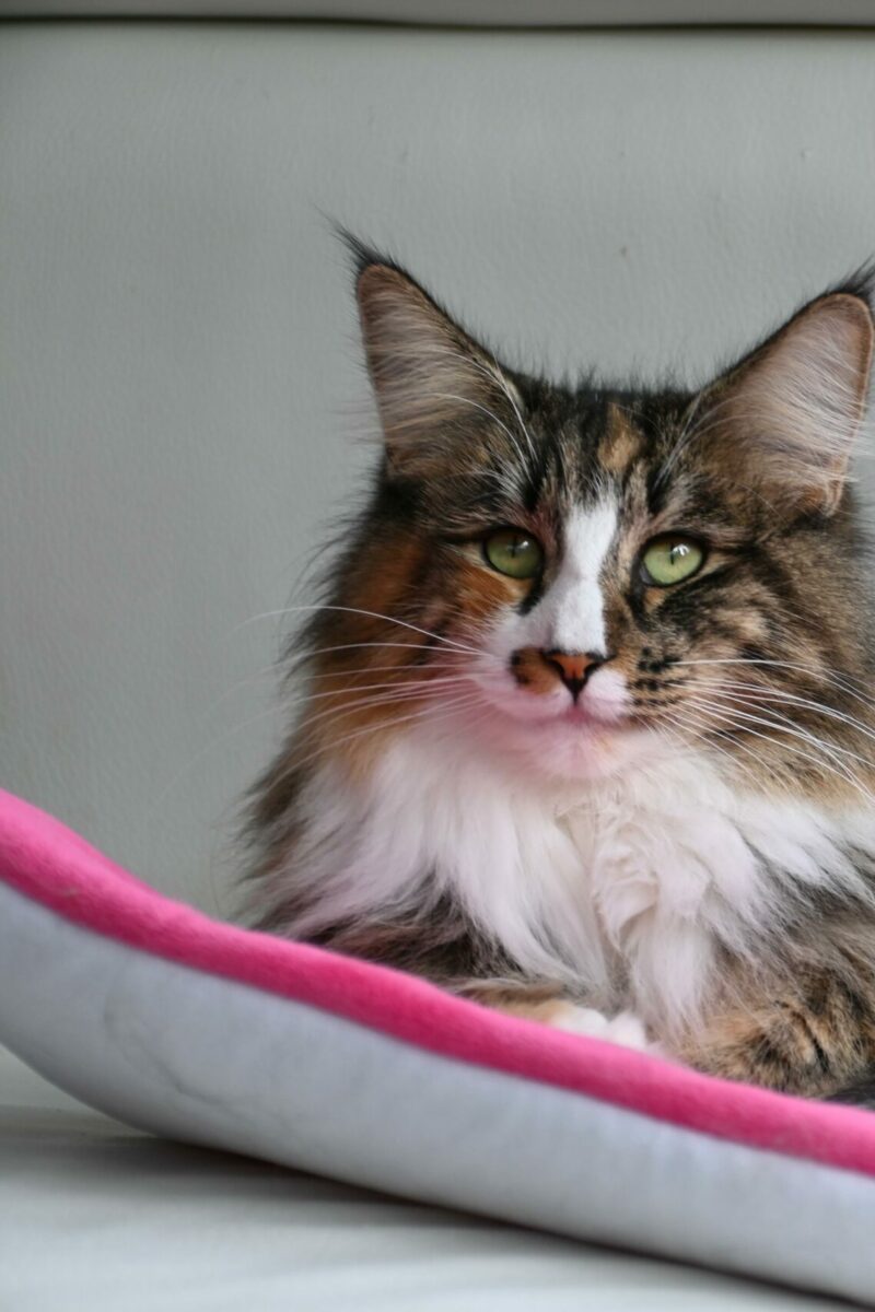 Freya7