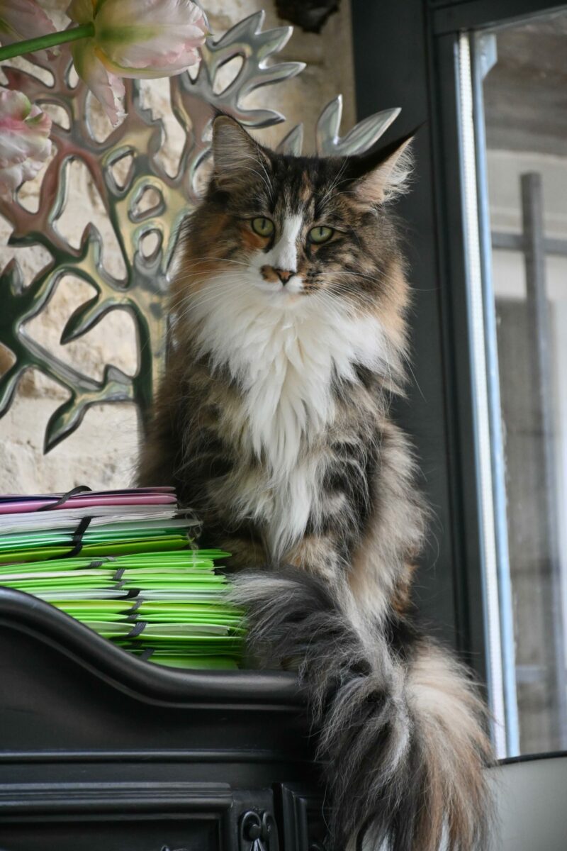 Freya9